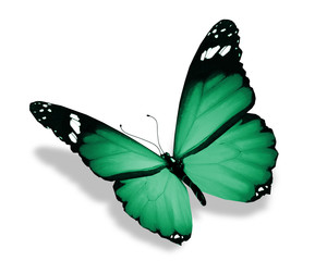 Green butterfly, isolated on white