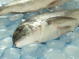 Fish, closeup