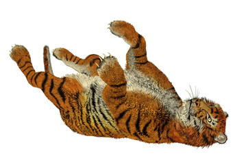 Tiger playing