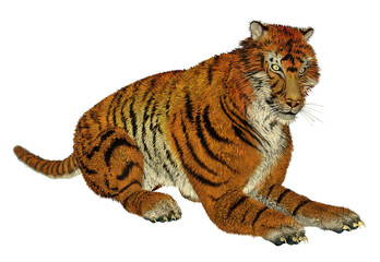 Obraz premium Tiger sitting