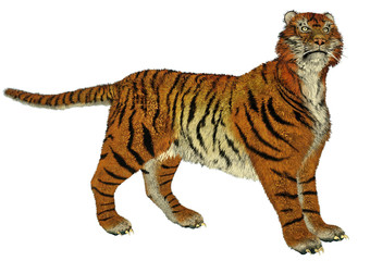 Obraz premium Tiger standing
