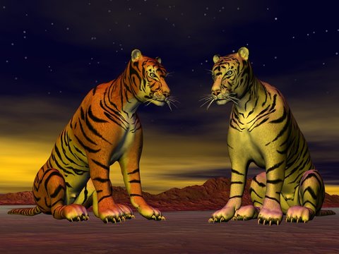 Two tigers in the desert