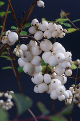 Beautiful  Snowberry