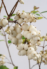 Beautiful  Snowberry © 7monarda