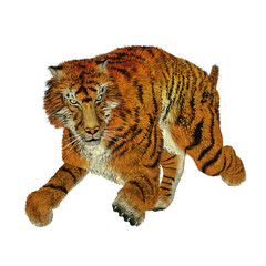 Tiger running