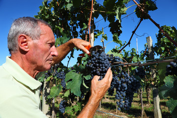 Senior winemaker cuts grape