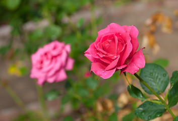 Fototapeta premium Cream-colored roses in the summer garden.