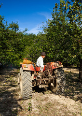 Old man driving in reverse his tractor through an orchard
