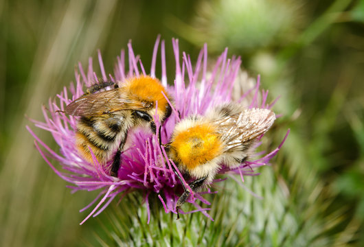 bumblebees on thistles, late summer