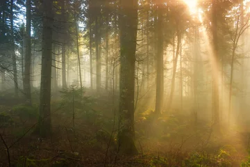  Herfstochtend in het mistige bos © robsonphoto
