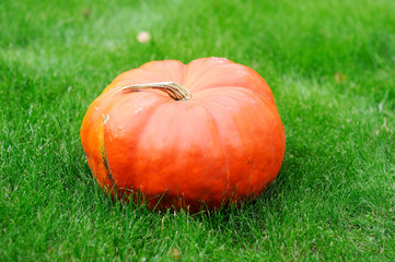 Big pumpkin in the green grass