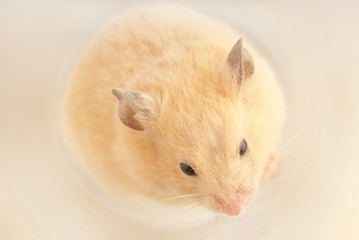 Fototapeta na wymiar Curled up rodent