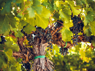 Vineyard