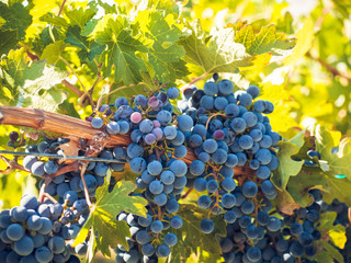 Vineyard
