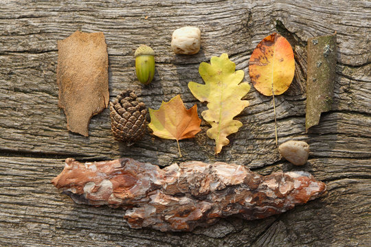 leafes, acorns, barks, cones on wood background