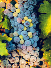 Vineyard