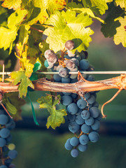 Vineyard