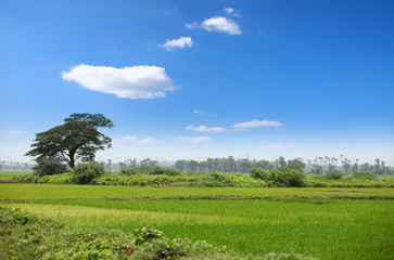 Naklejka premium Lush green paddy fields in India