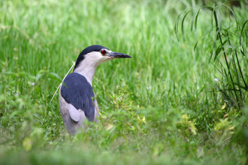 Small Grey heron in the grass lands