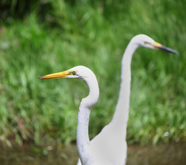 Two  Eastern great Egrets in the grass lands