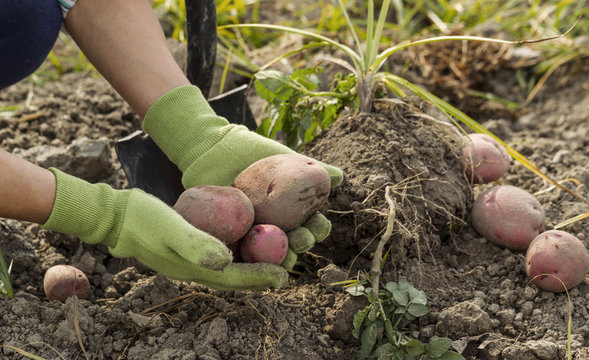 Digging Fresh Red Potatoes from Ground