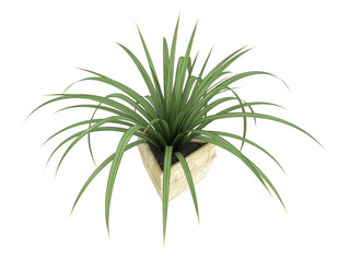 Small Pandanus plant