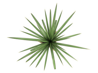 Small Pandanus plant