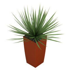 Fototapeta premium Dracena houseplant in a tall container