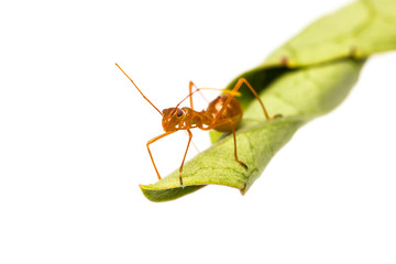 assassin bug