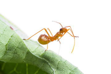 assassin bug