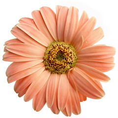 Isolated Salmon Pink Gerbera Daisy