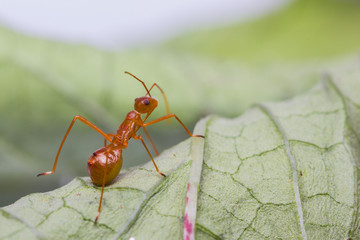 assassin bug