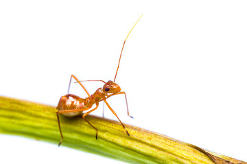 assassin bug