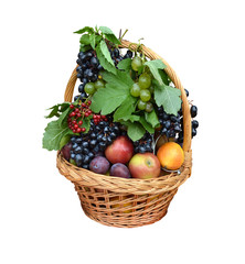 fruit basket with apples, grapes, plums, cranberry