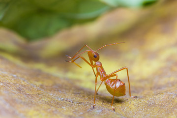 assassin bug