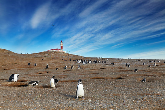 Magellanic penguins on Magdalena island, Chile