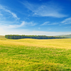 spring meadow