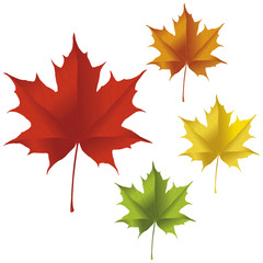 Maple leaf
