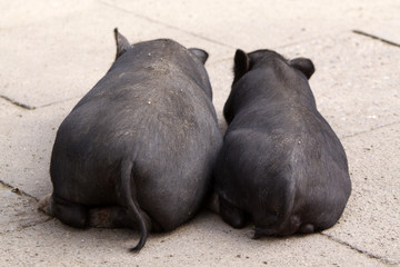 Liegende Schweine von hinten