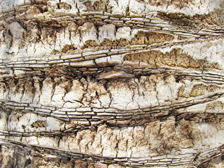 Palmen Stamm Rinde Background 1