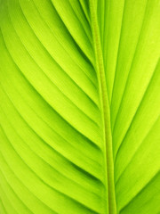 gr&uuml;nes Bananen Blatt Linien, Bananenblatt 34, kleine Sch&auml;rfentie