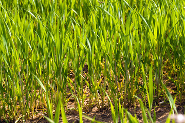 young wheat