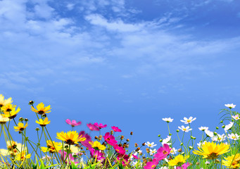 Blumenwiese