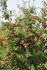 Apfelplantage