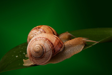Snail