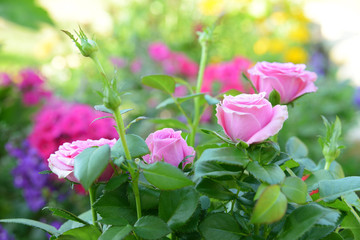 Fototapeta premium Blumen 244