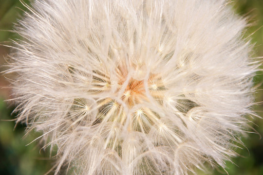 Dandelion