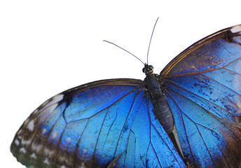 Morphofalter