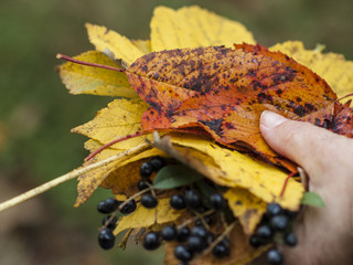 Eine Hand eines kaukasischen Menschen hält gebündeltes Herbstlaub in roten und gelben Farben und wilde Beeren