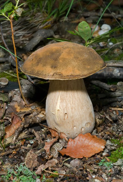 Mushroom (Cape) 11